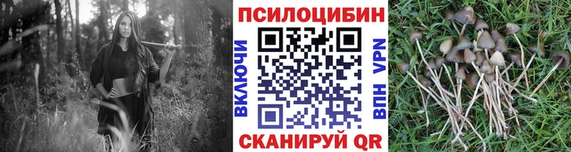 МЕГА онион  Палласовка  Псилоцибиновые грибы Cubensis  купить  